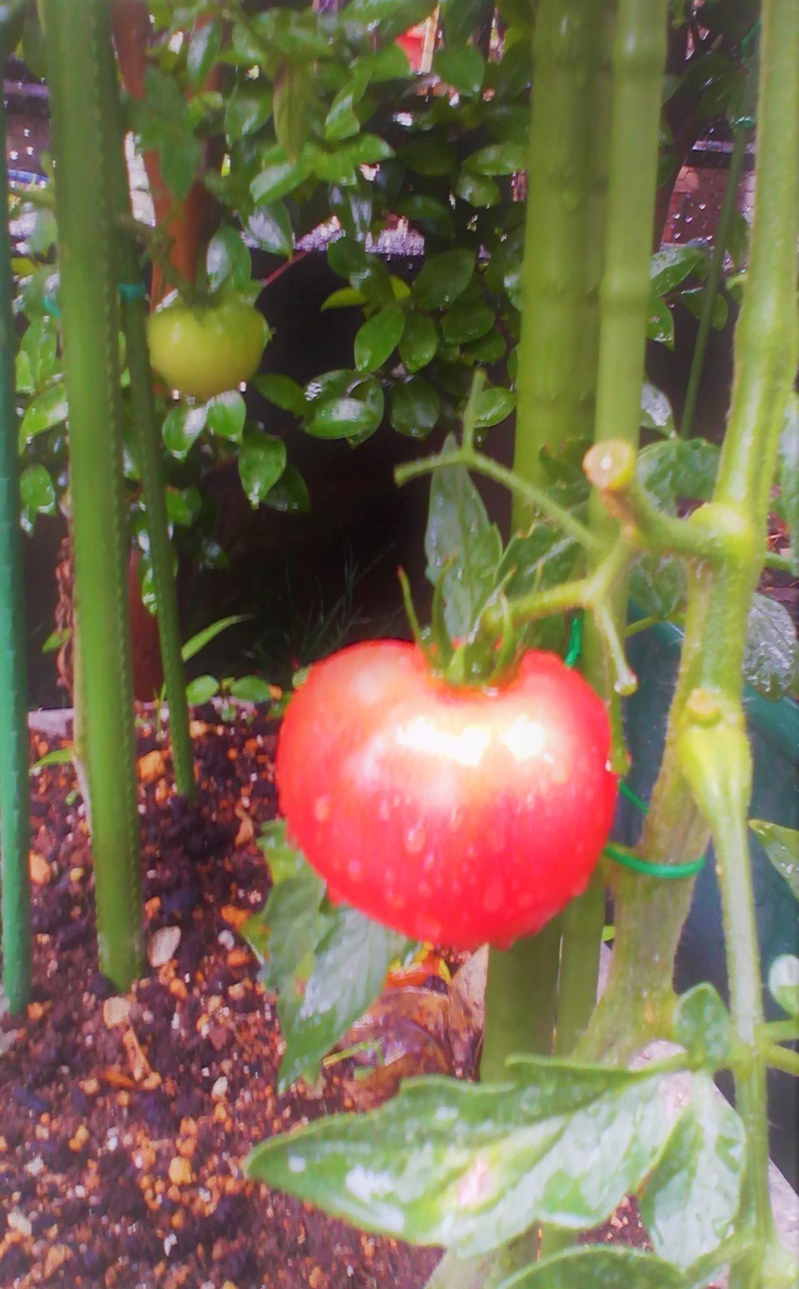 Images Of ポマト Japaneseclass Jp