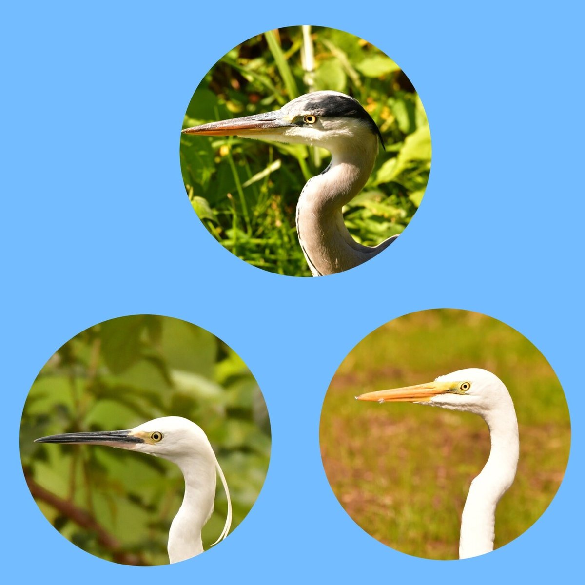 野川のサギさま群団｜something blue 