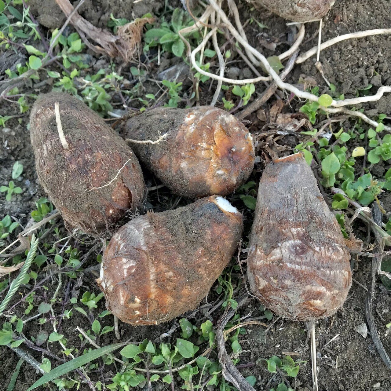 2021年の里芋、紫長芋（紫山芋）、治田芋の栽培記録｜黒大根くん2.0