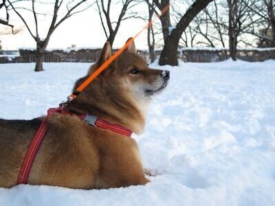 喪中の正月花 秋峰 Note 喪中の正月花 秋峰 Note