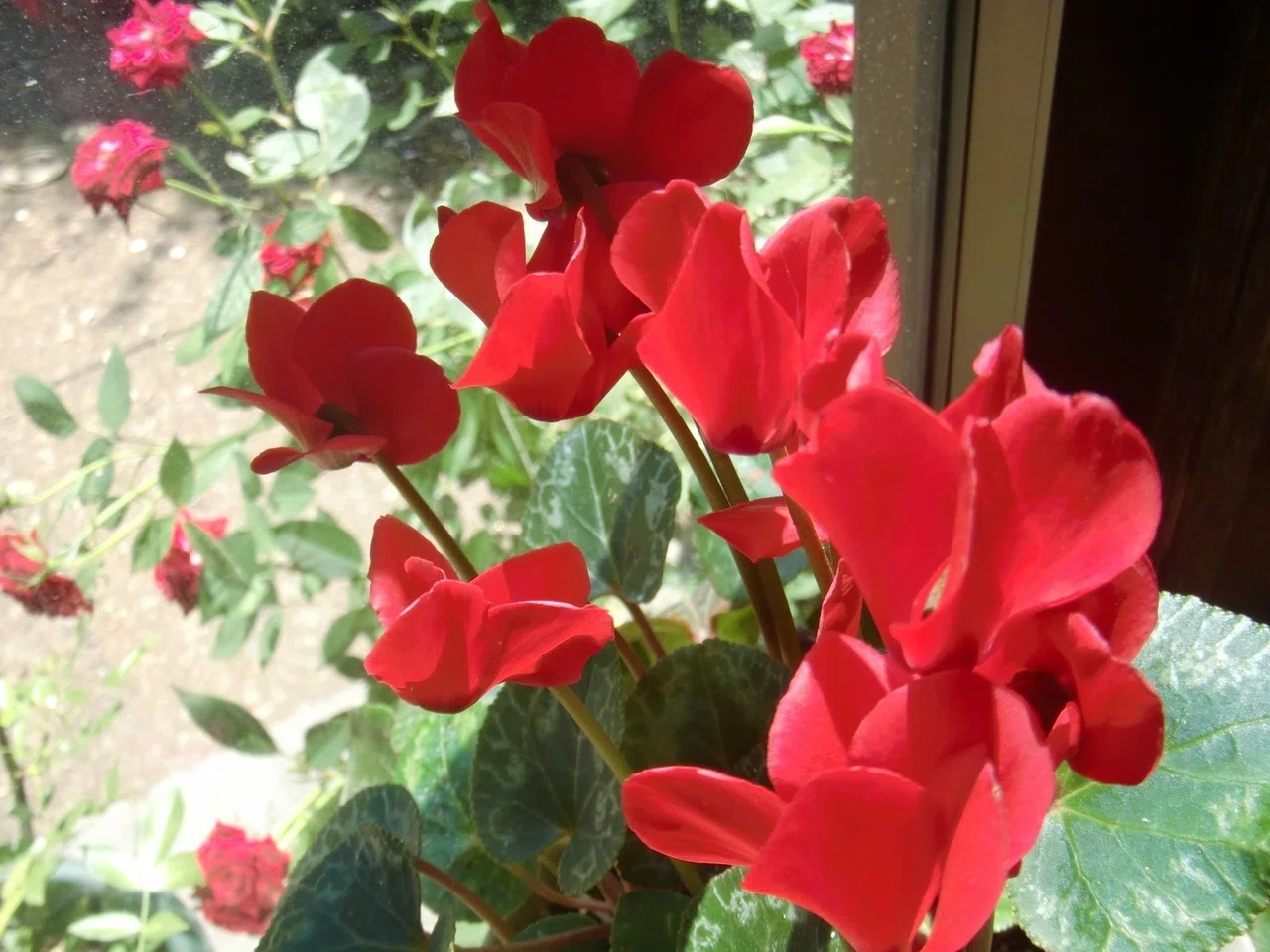 謎の可愛らしい花、シクラメン、薔薇たち🌹|足袋猫|note