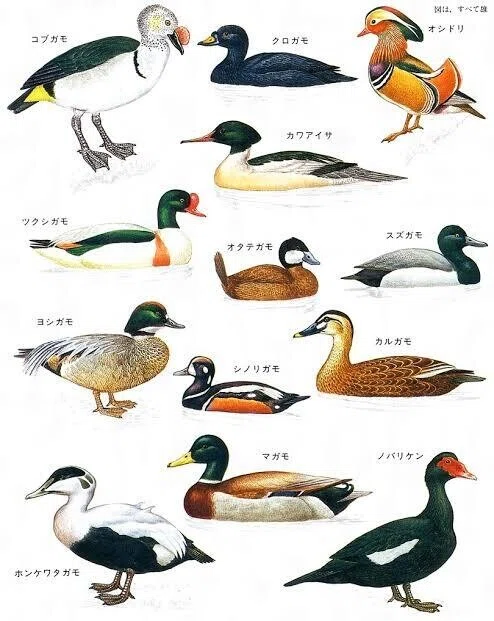第1879回 カモの仲間｜翆野 大地
