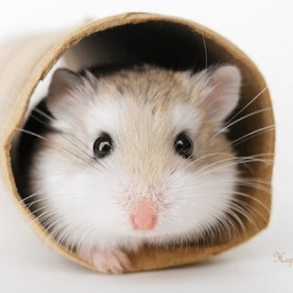 ひまじん33ごう🐹|十勝のnoter