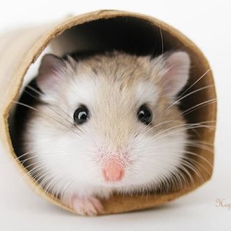 ひまじん33ごう🐹|十勝のnoter