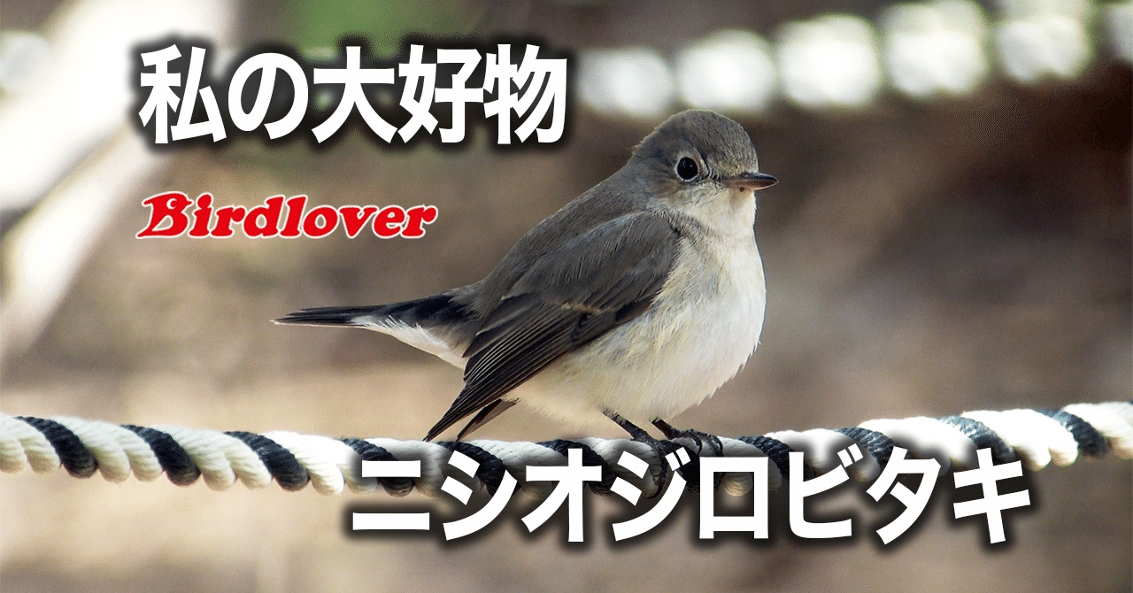 私の大好物 ニシオジロビタキ Birdlover Note