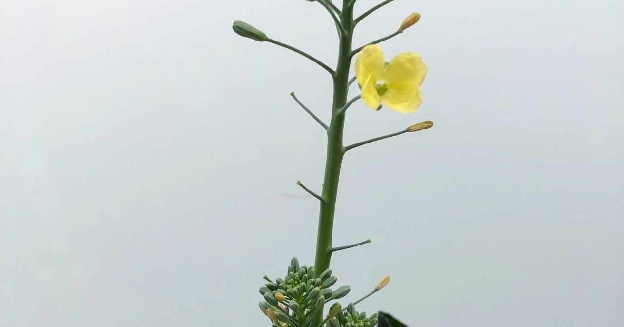 スティックセニョールの花が咲いた kakkunpakkun kp note