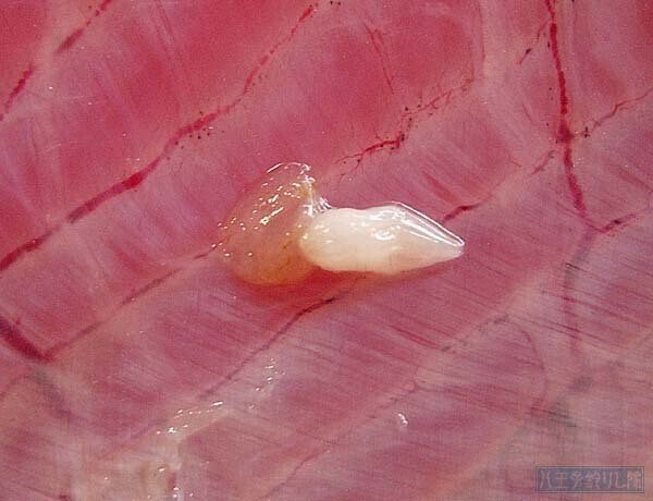 カツオにいる寄生虫 にとりキッチン Note カツオにいる寄生虫 にとりキッチン Note