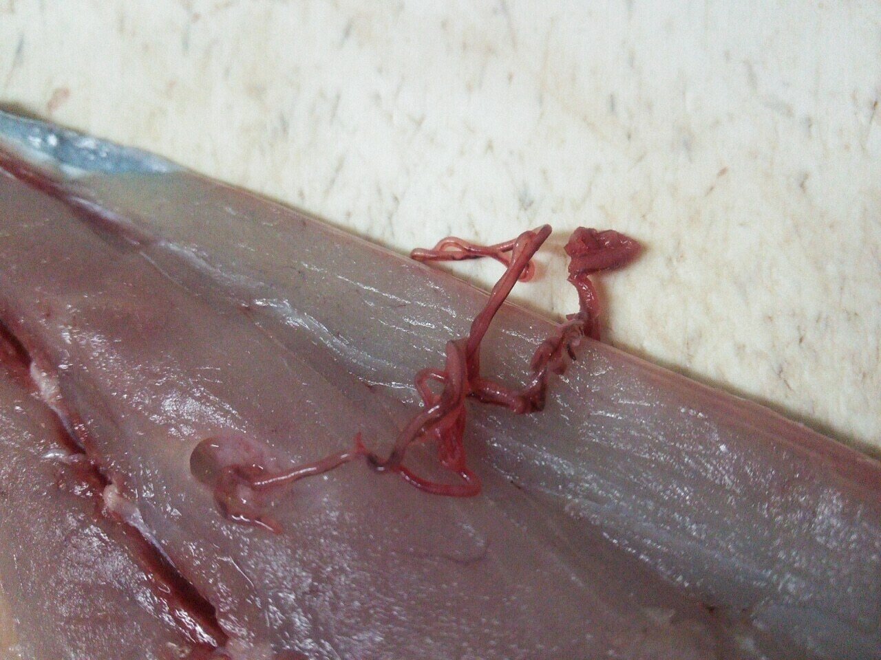 カツオにいる寄生虫 にとりキッチン Note
