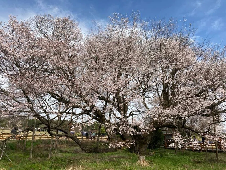桜 (19)
