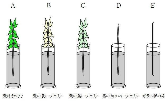 蒸散による水の減少量を調べる実験 Shun Ei Note 蒸散による水の減少量を調べる実験 Shun Ei Note