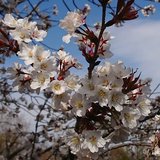 三日鼻人