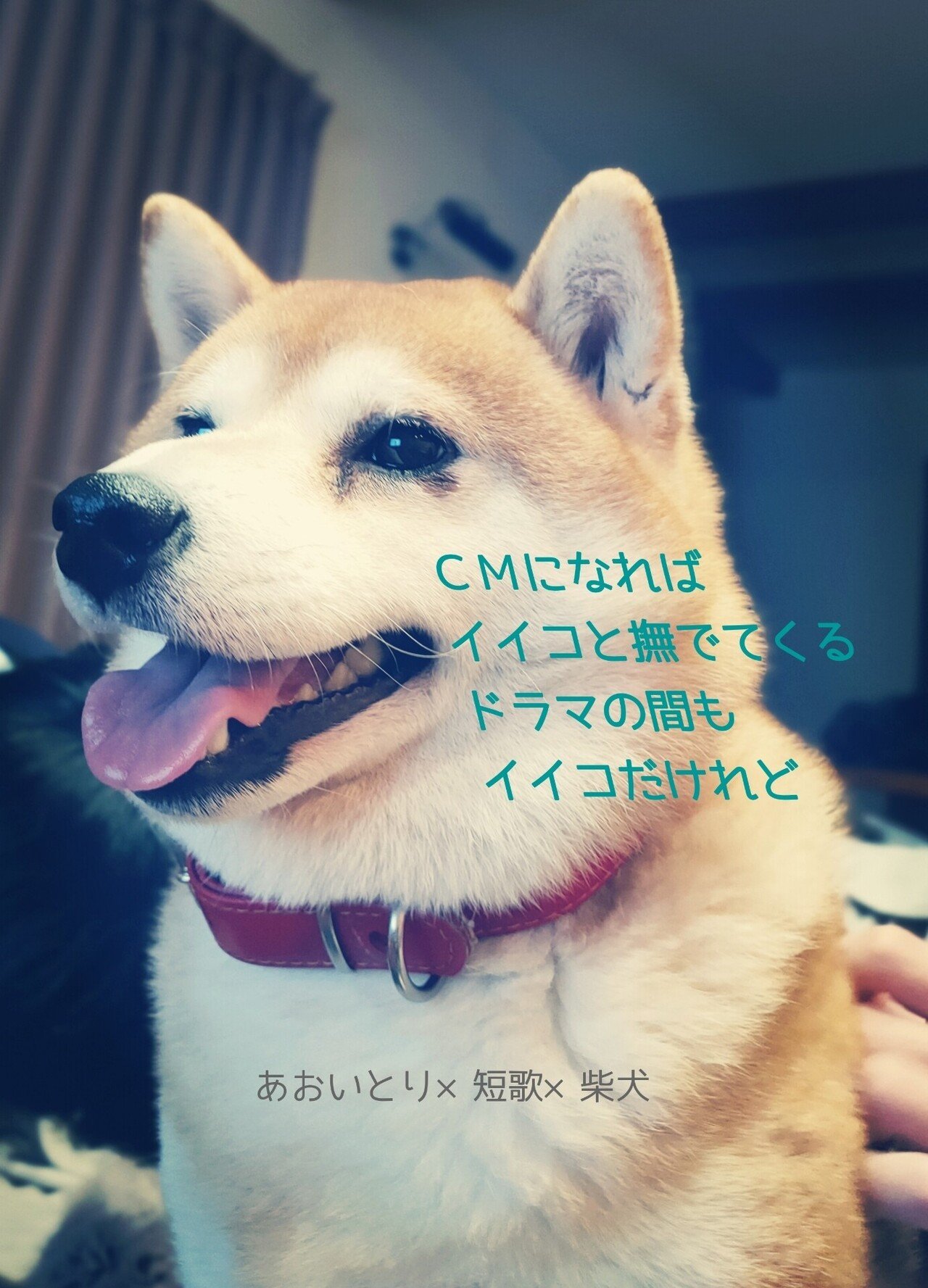 短歌 柴犬 ｃｍ中 マユミ Note