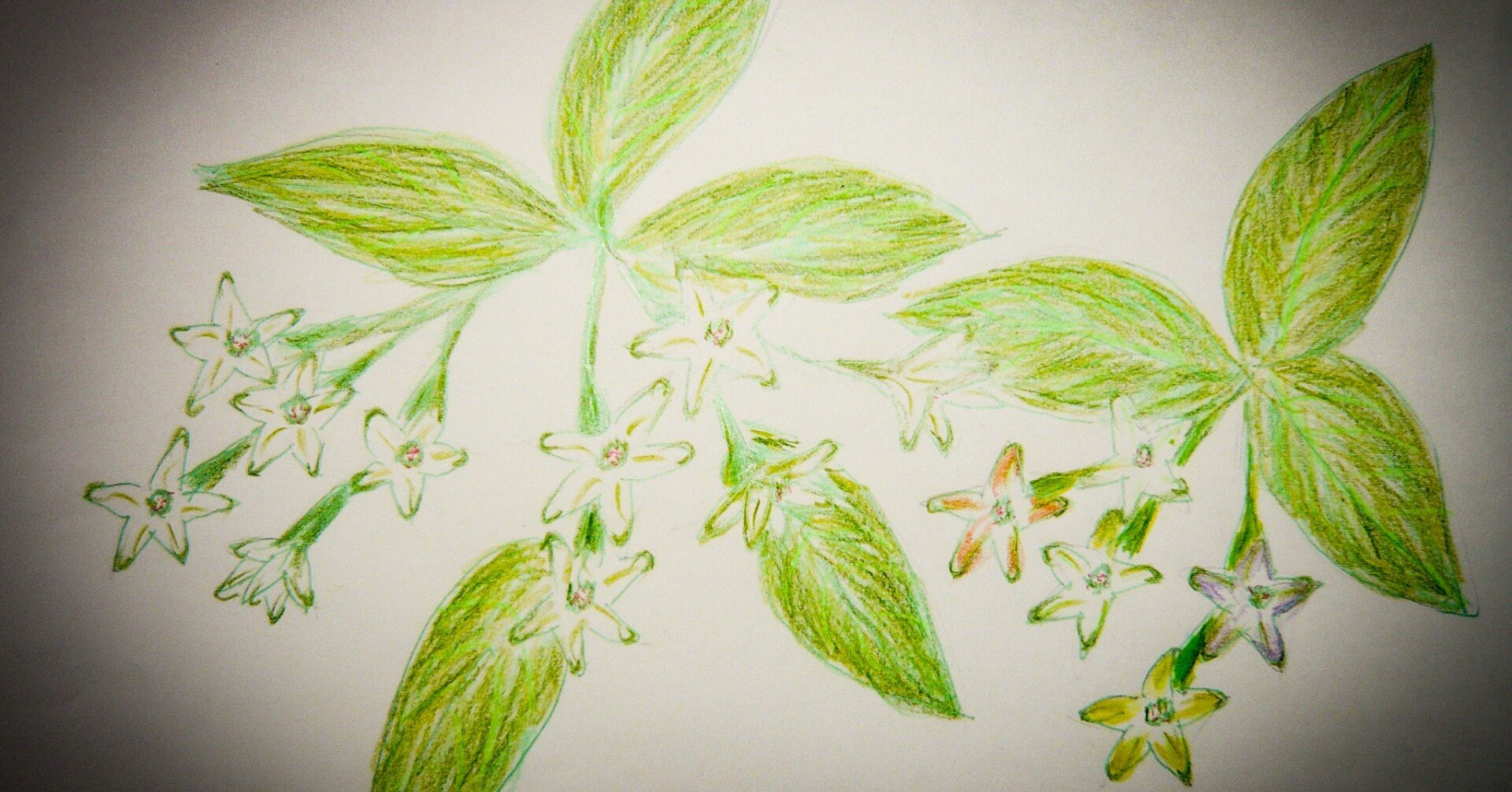 S 19 夜香木 花言葉は高貴な心 シバイヌモモ Note