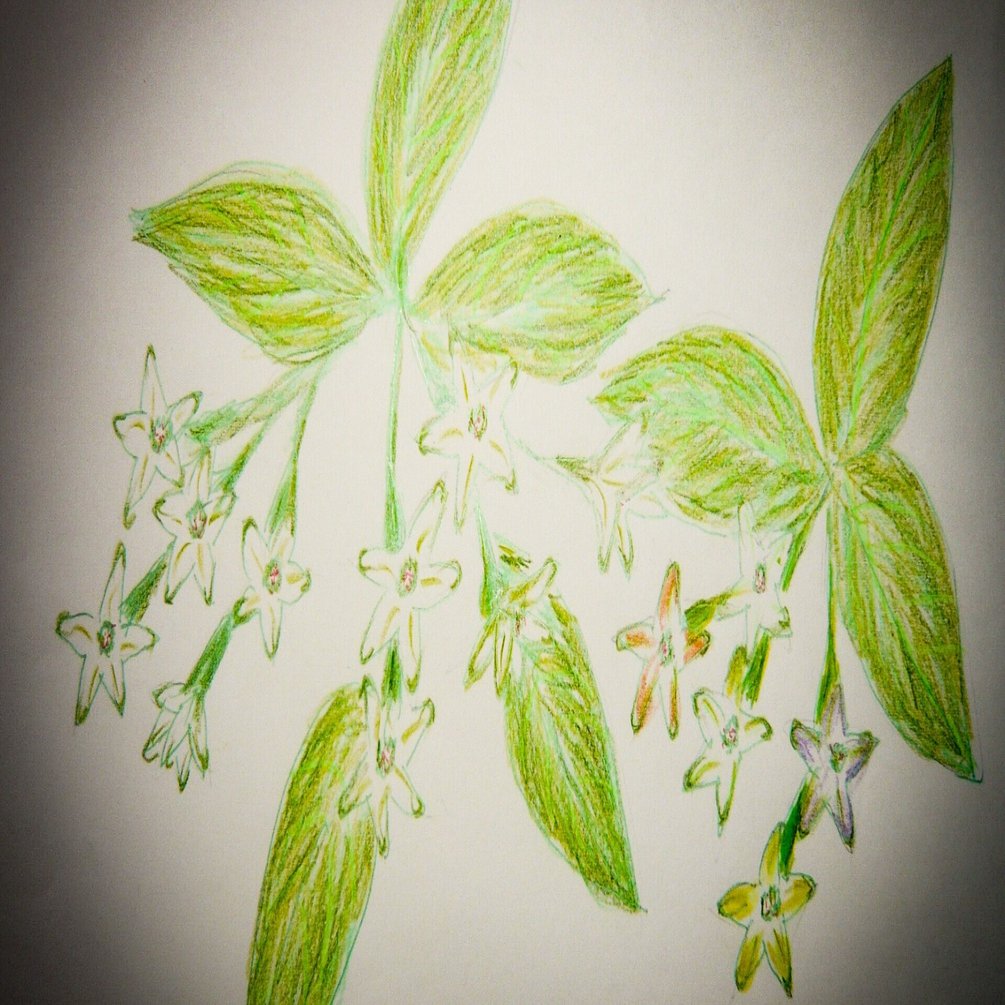 S 19 夜香木 花言葉は高貴な心 シバイヌモモ Note