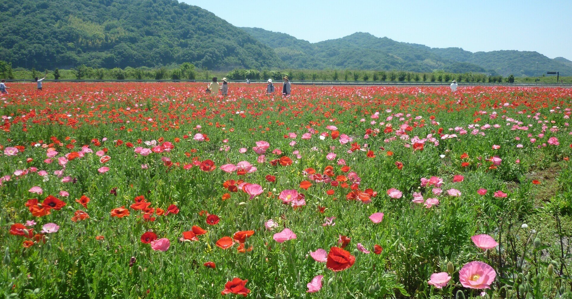 ワタクシ流☆絵解き館その93 青木繁「大穴牟知命(おおあなむちのみ
