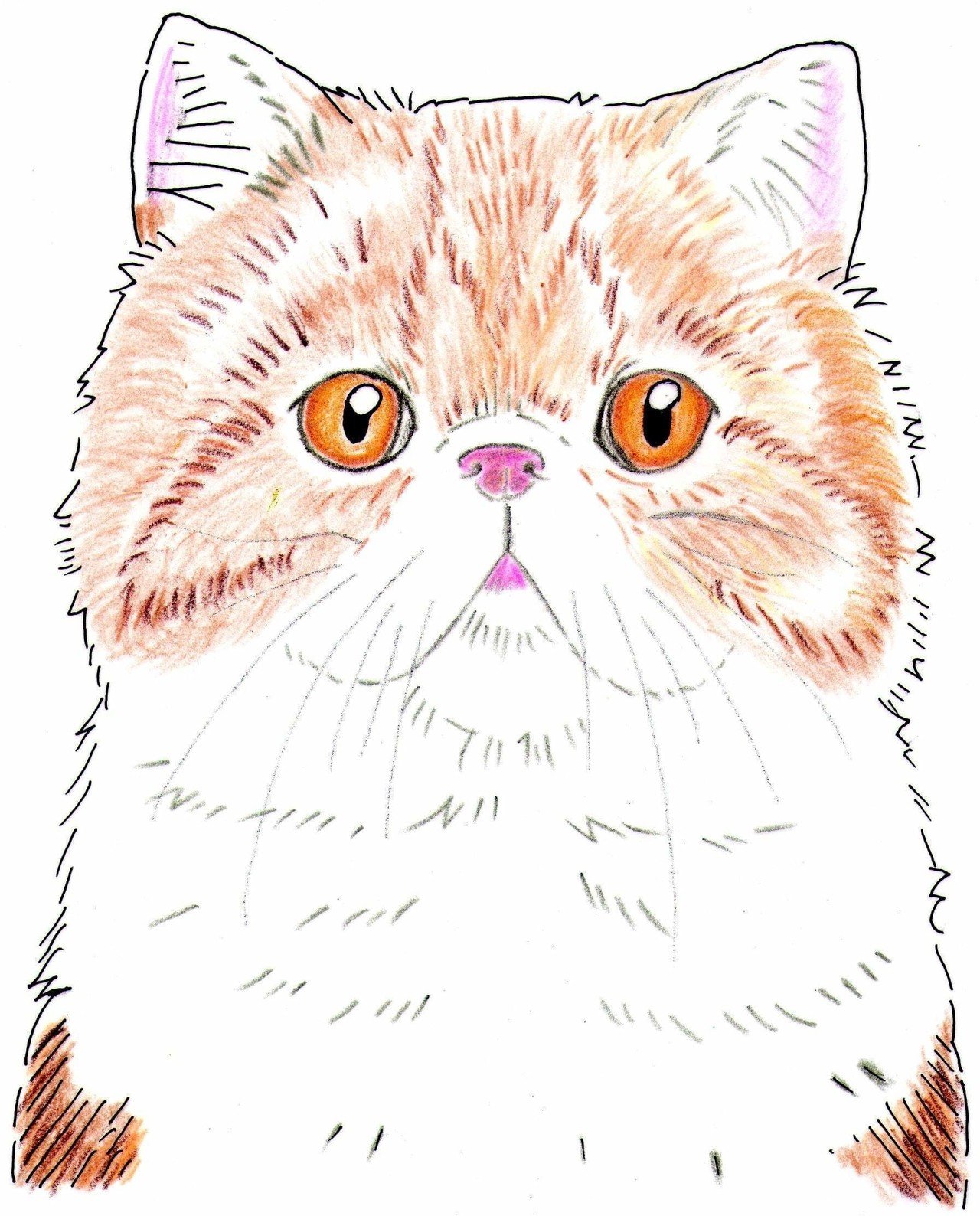 なぞり猫 エキゾチックショートヘア 雄雅雄 Note