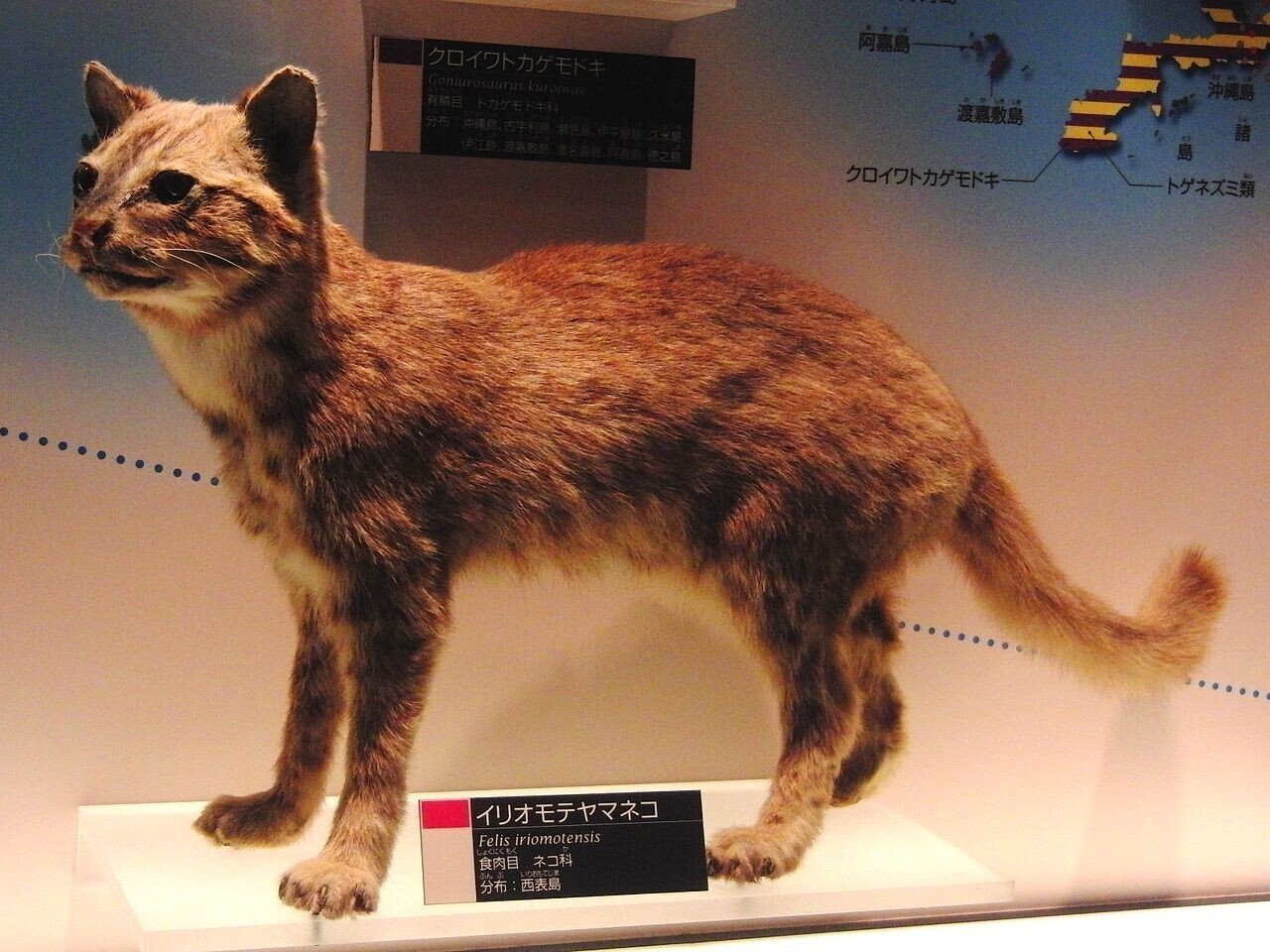 UMA遺産 第13回＞「ヤマピカリャー」神秘の島～沖縄県八重山郡竹富町