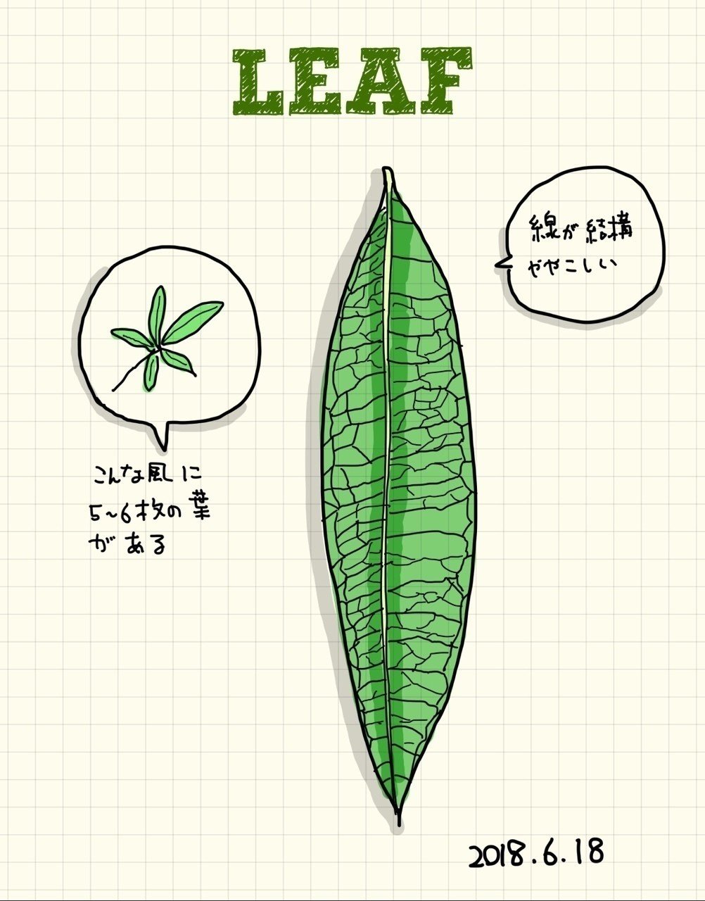 観察スケッチ#96・葉っぱ｜KatSushi