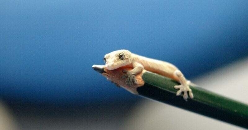 あなたの知らないトカゲ ヤモリの世界 Norano Note