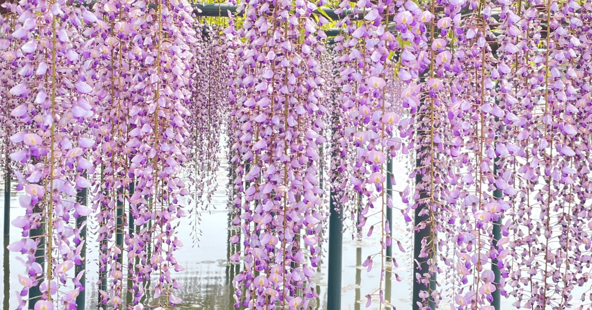織田家所縁の津島神社の藤棚と藤守り 杜若 Note 織田家所縁の津島神社の藤棚と藤守り 杜若 Note