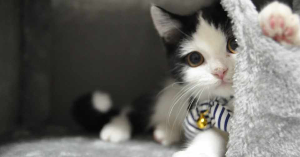 はじめてのペット日記 子猫を飼い始めてわかった5つのこと しゃゆー