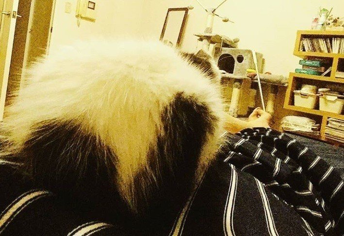 はじめてのペット日記 子猫を飼い始めてわかった5つのこと しゃゆーん Note