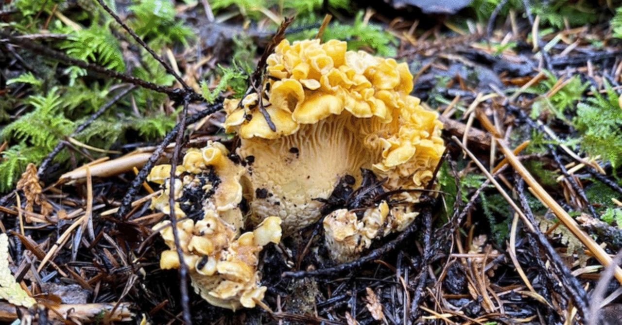 美味しいアンズタケのピクルスレシピ ヒガシリカ Note