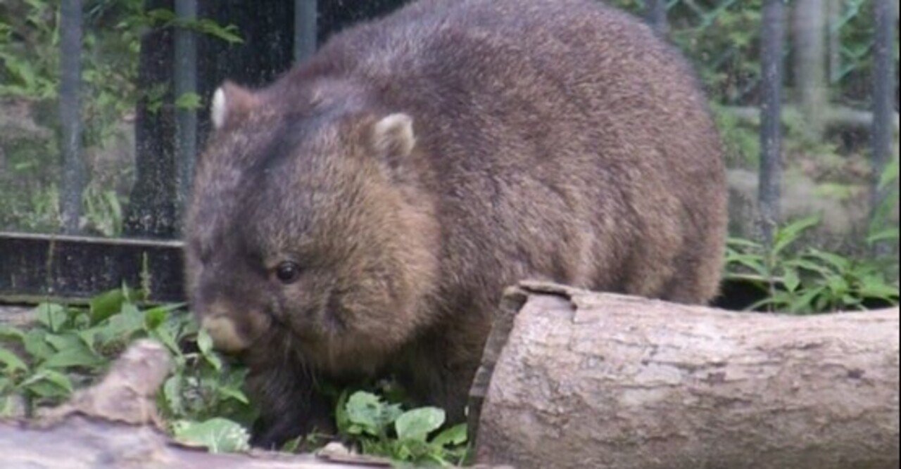 ウォンバットの魅力 石器愛好家 Note