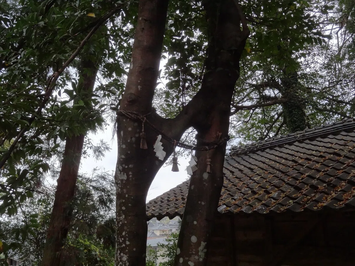 画像17