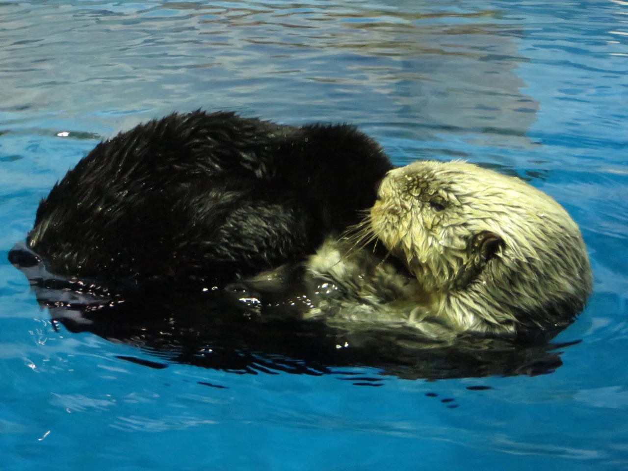 ラッコのクータンとラスカに会いに18きっぷで2泊3日かけて新潟と能登に