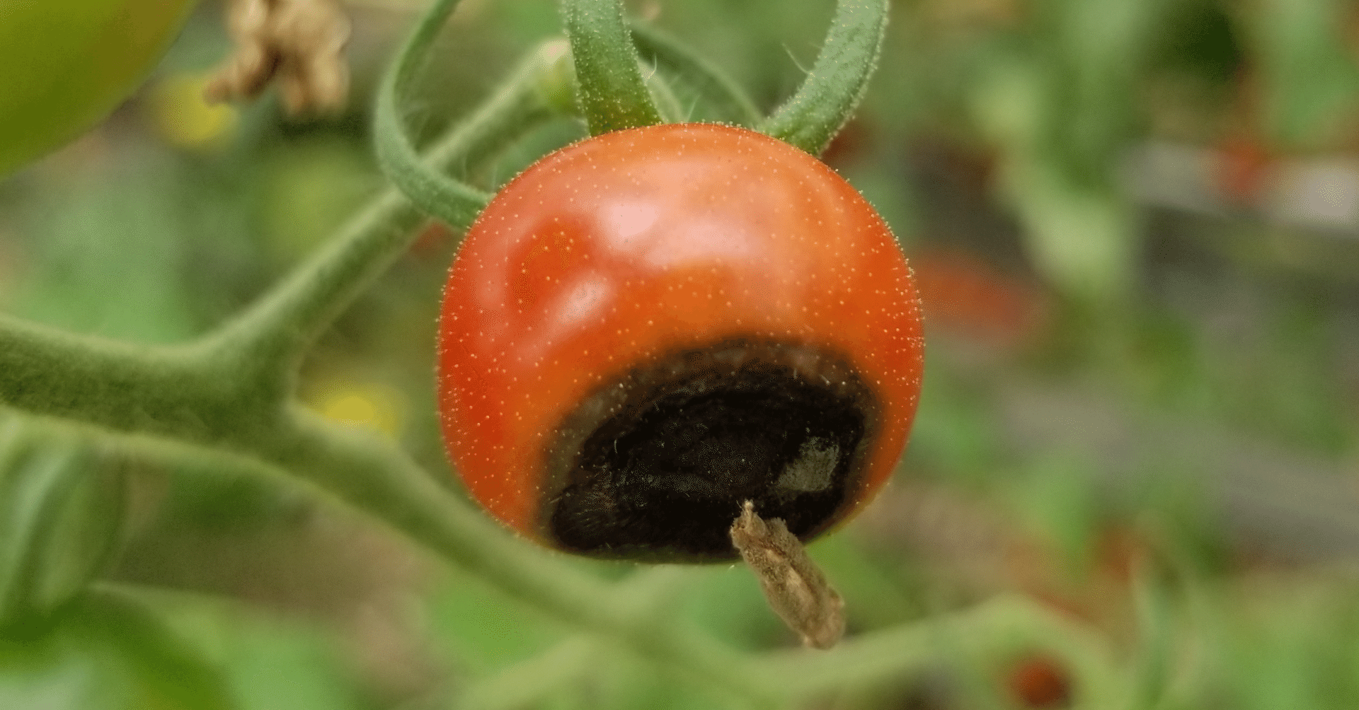 トマト 実の一部が黒くなる尻腐れ カルシウム欠乏 ミライ菜園 Note