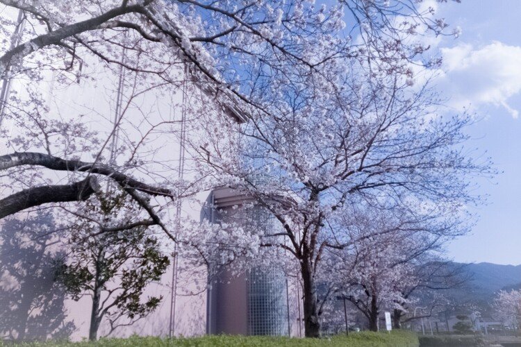 春  ｢世の中がどうあれ、桜は今年も咲いた｣  仕事の休憩て立ち寄った場所で、上を見上げて春の訪れを感じました。