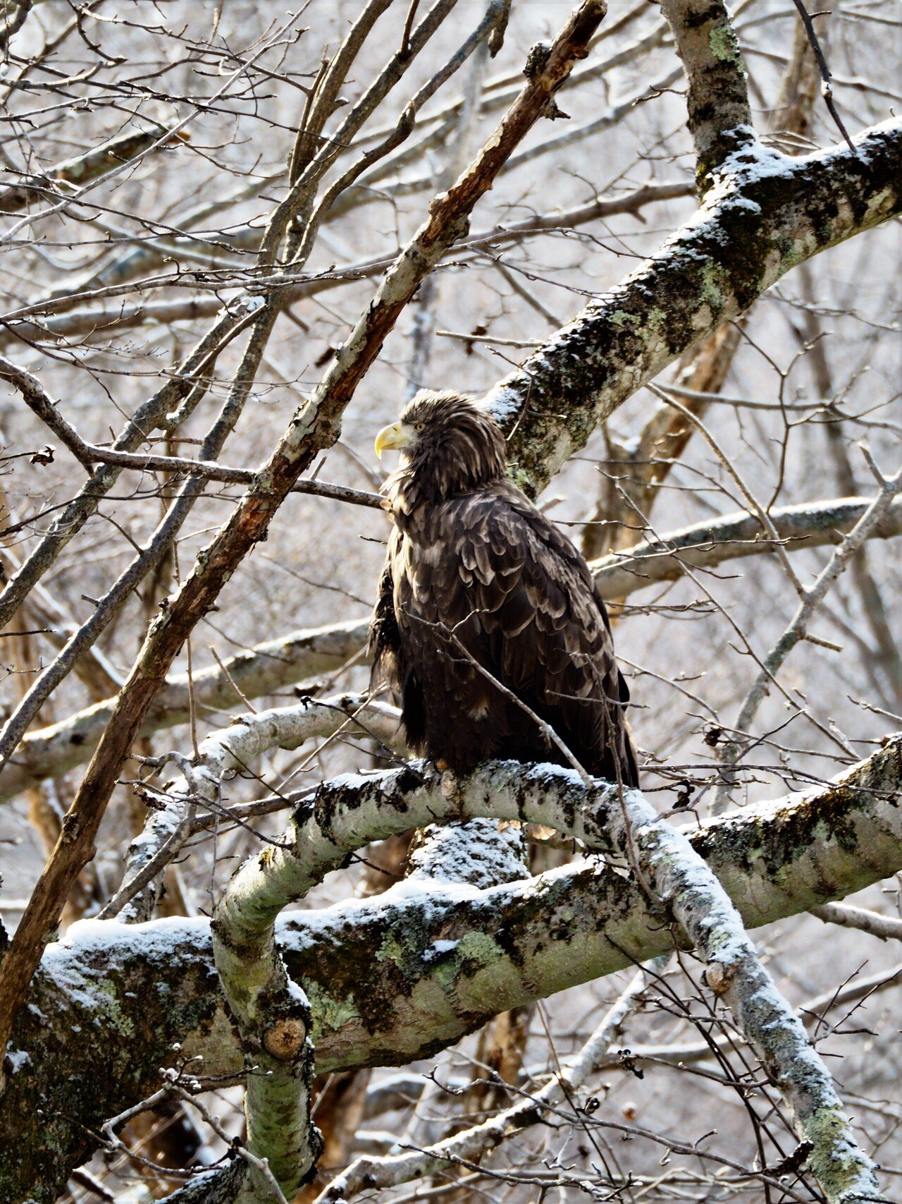 尾白鷲カラスに追われ大わらわ おじろわしからすにおわれおおわらわ 木で休む鷲の隣にカラス群れ きでやすむわしのとなりにからすむれ 今日昼に散策していると家の近くに尾白鷲がいて その周りにはカラ もんちゃん Note 尾白鷲カラスに追われ大わらわ おじろわしからすにおわれおおわらわ 木で休む鷲の隣にカラス群れ きでやすむわしのとなりにからすむれ 今日昼に散策していると家の近くに尾白鷲がいて その周りにはカラ もんちゃん Note