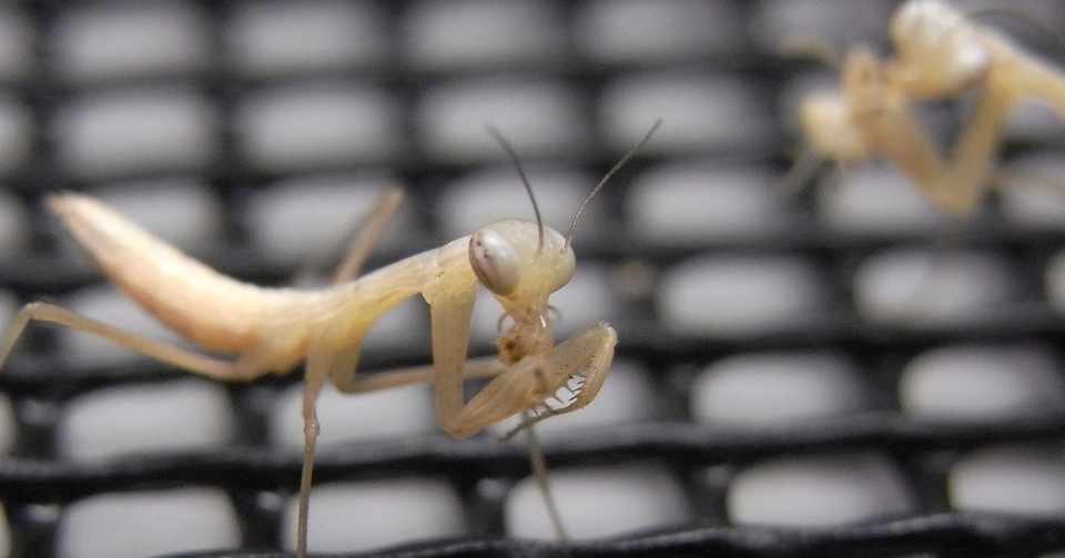 カマキリの餌虫について Tenodera Note