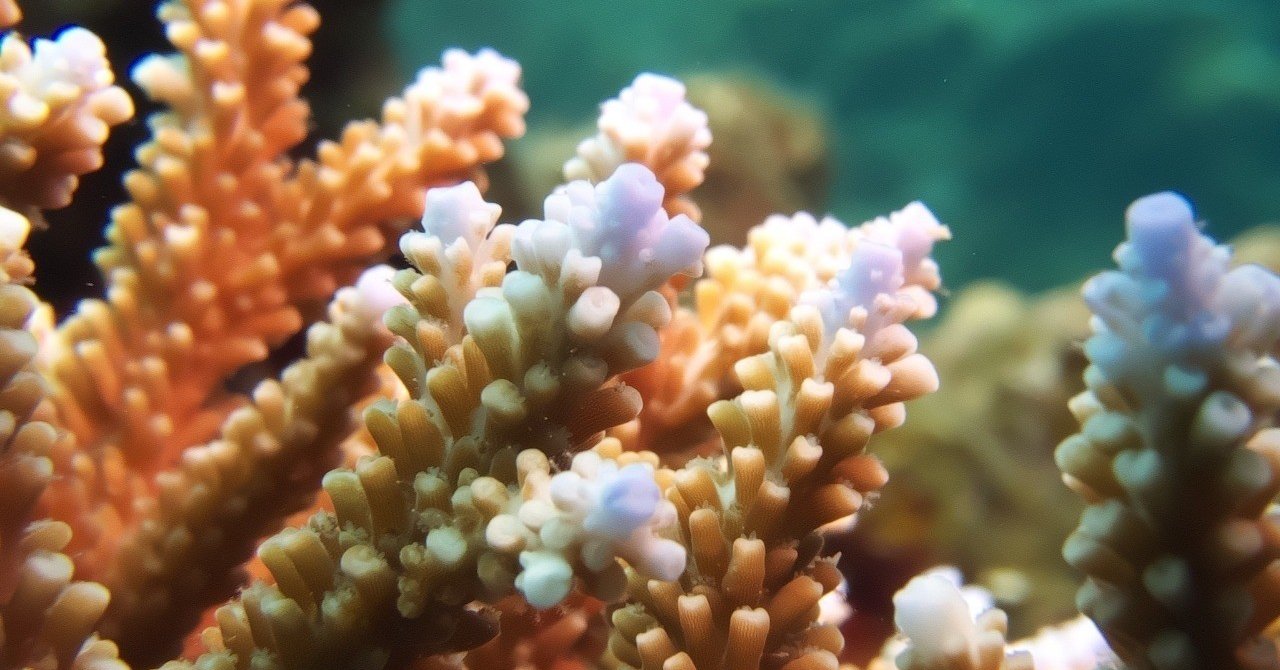 サンゴってどうやって増えるの サンゴのフラグ文化から 環境保全へ イノカ Note