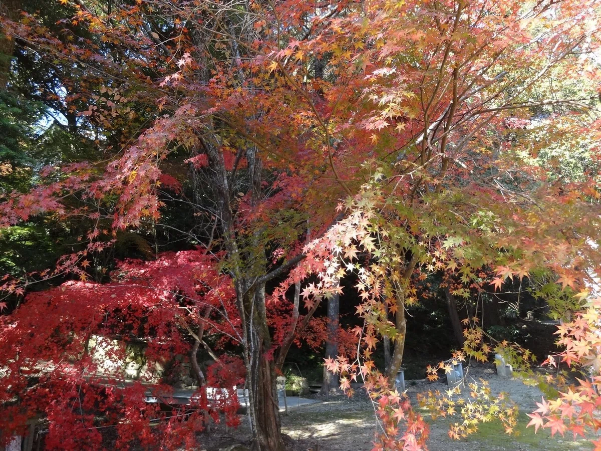 画像16