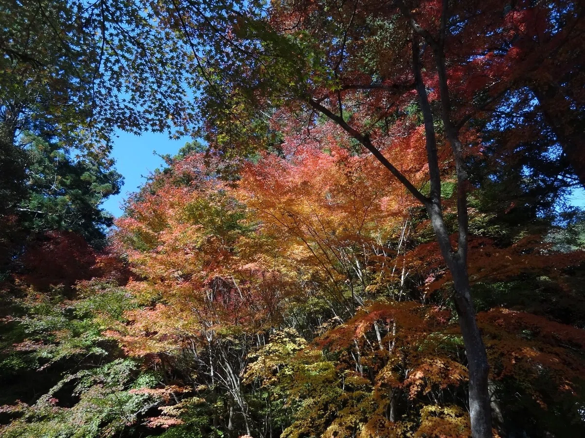 画像18