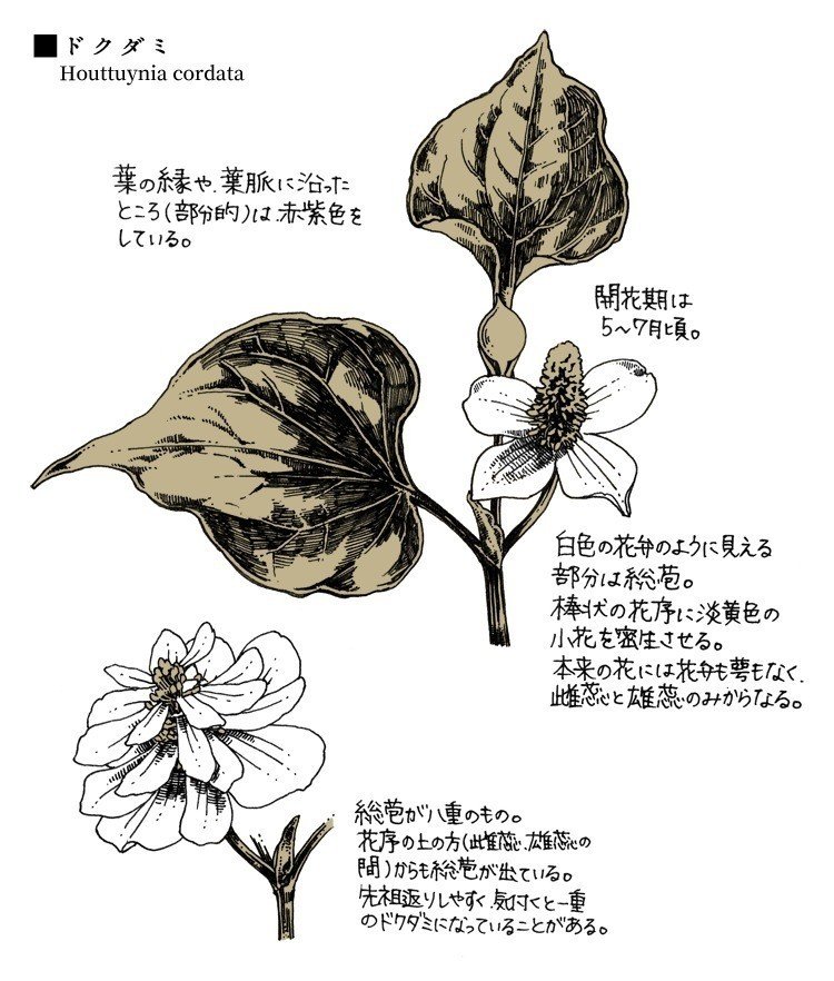 ドクダミ ジンボアユミ Note