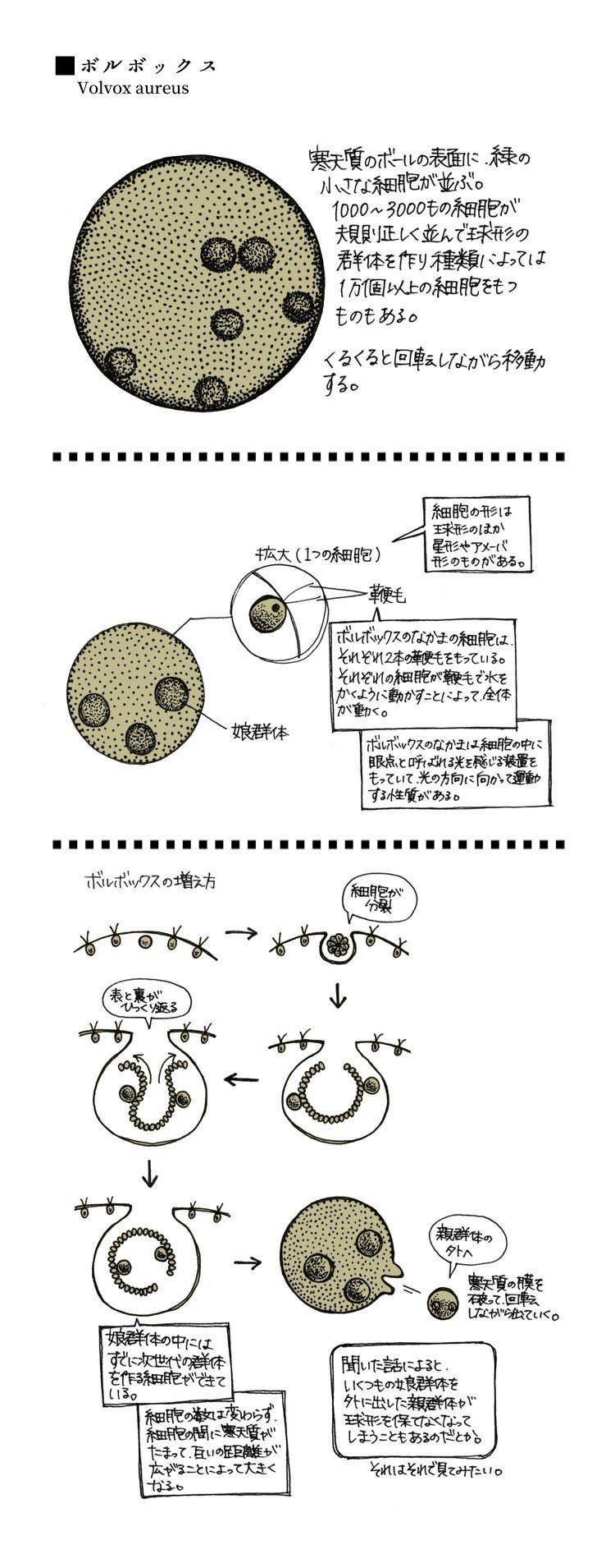 ボルボックス ジンボアユミ Note ボルボックス ジンボアユミ Note