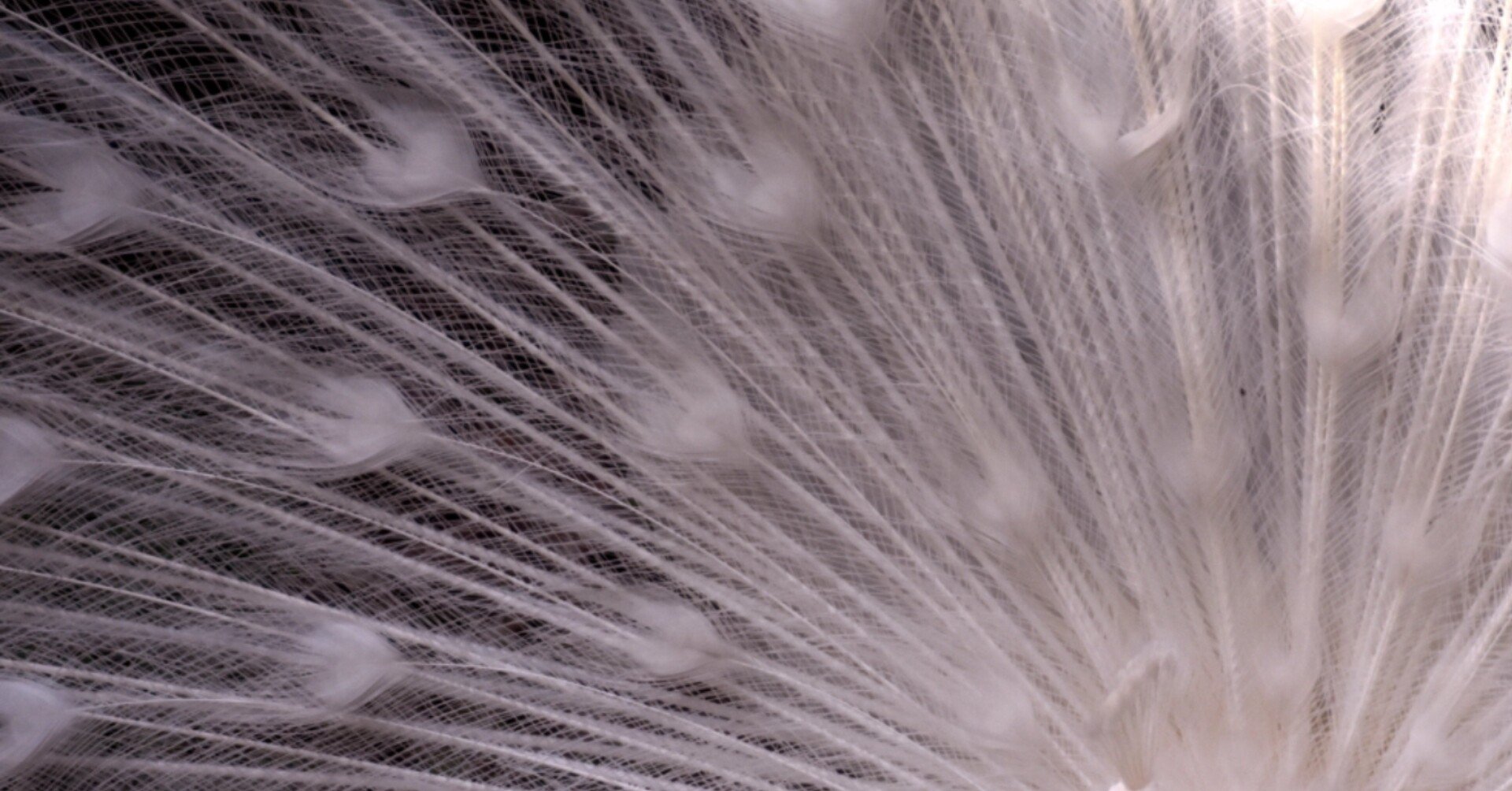 effedff4ef5c2a28b5b2866fa9c7bb