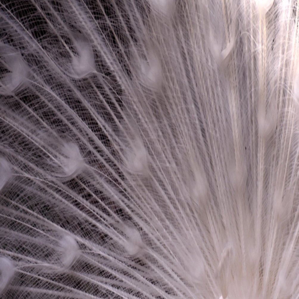 禍話「白孔雀」｜那奈/ふね