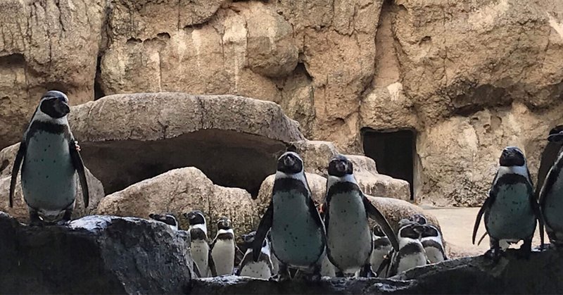 ペンギンやし！長崎生まれやし！