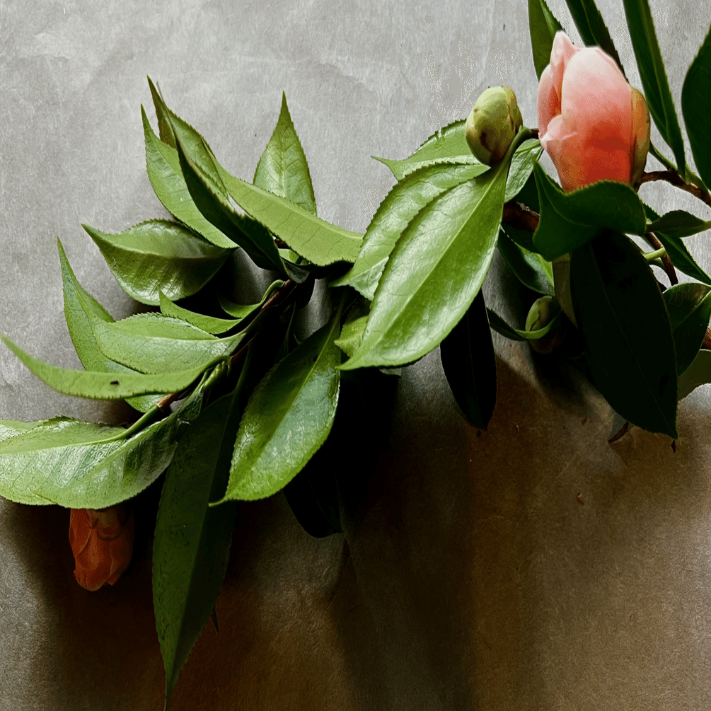 カメリア それはシャネルの戦友 千花物語 Note