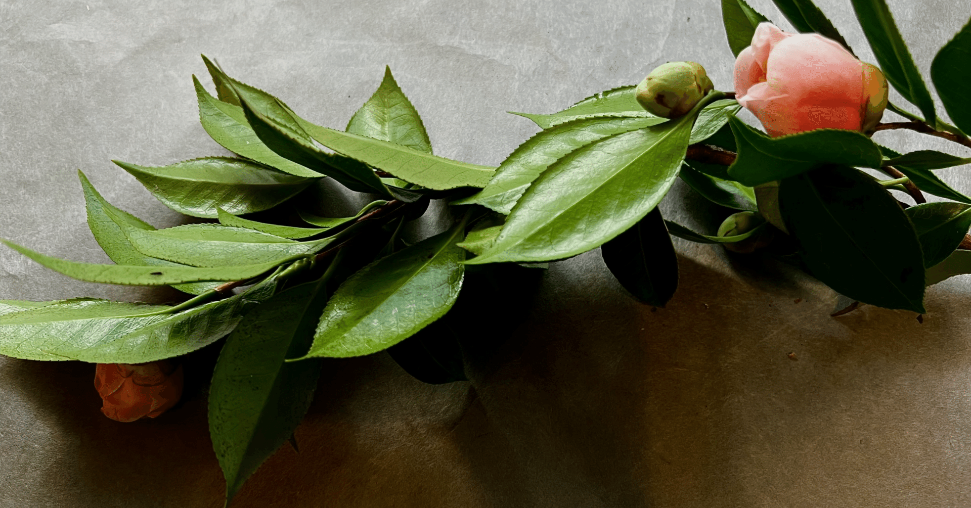 カメリア それはシャネルの戦友 千花物語 Note カメリア それはシャネルの戦友 千花物語 Note