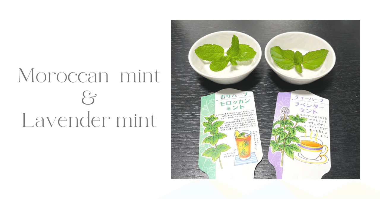 2種類の珍しいミントをお迎え！｜日本茶で心に幸せを満たす／石司麻美