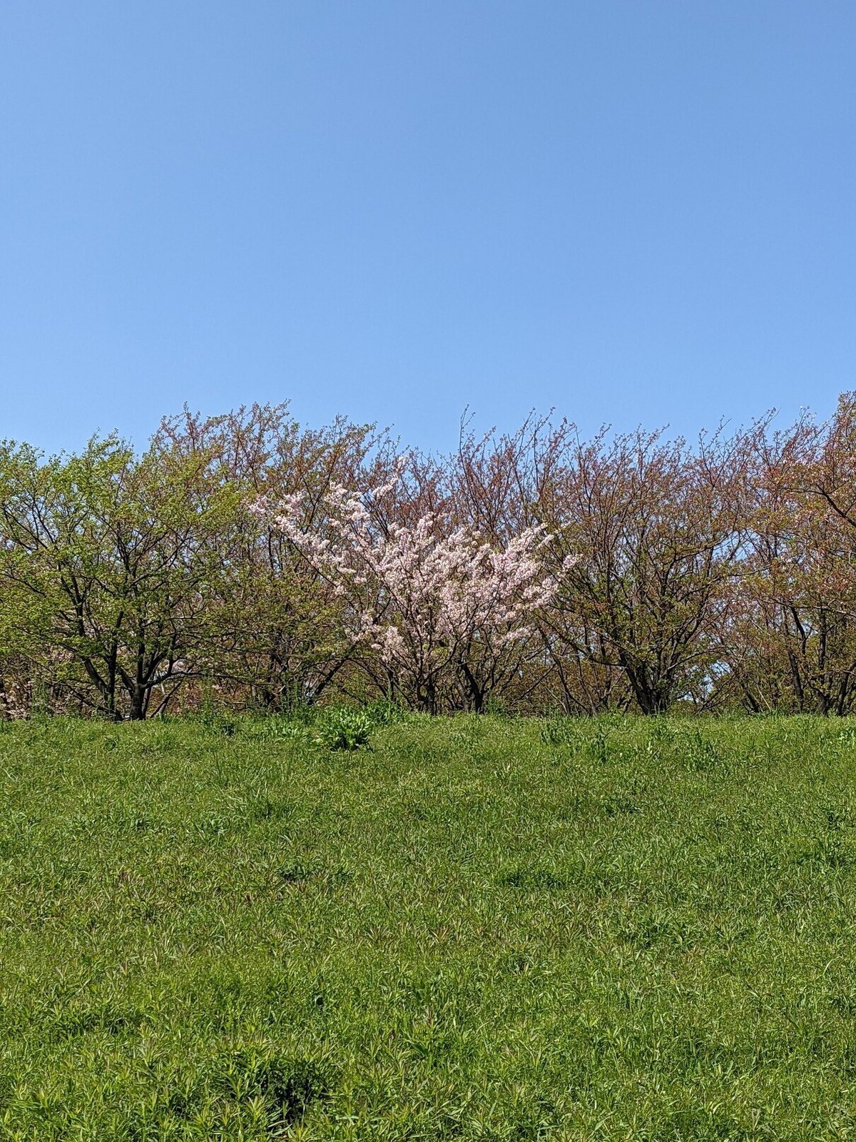 4月7日 狂い咲く桜