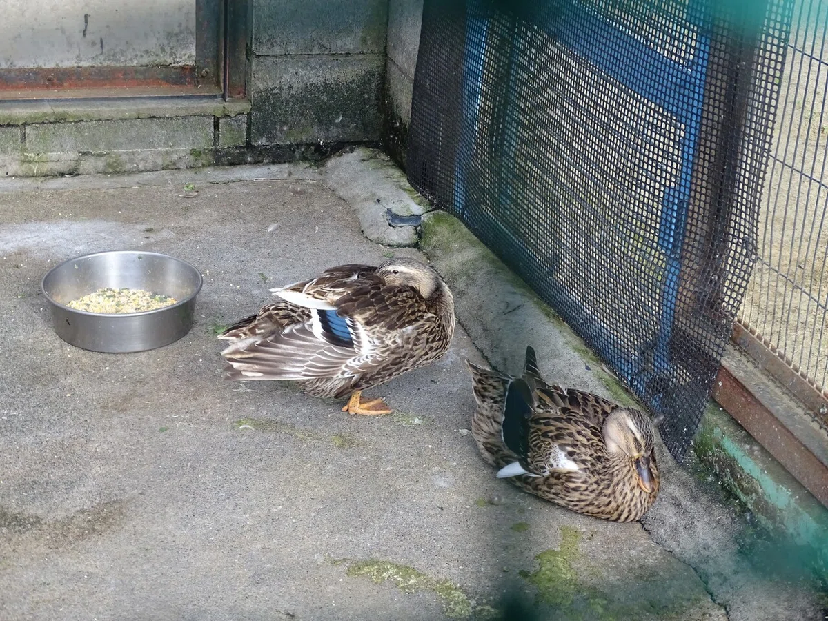 画像7