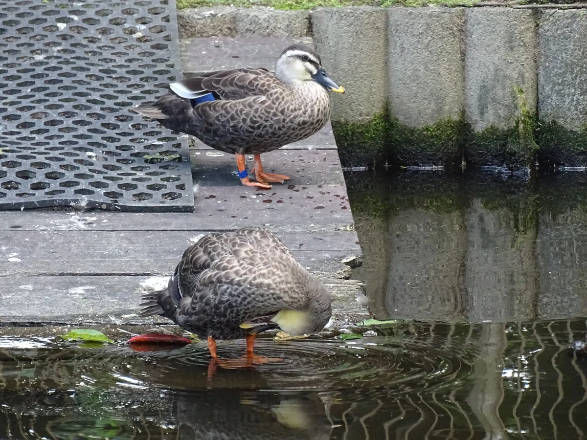 画像74