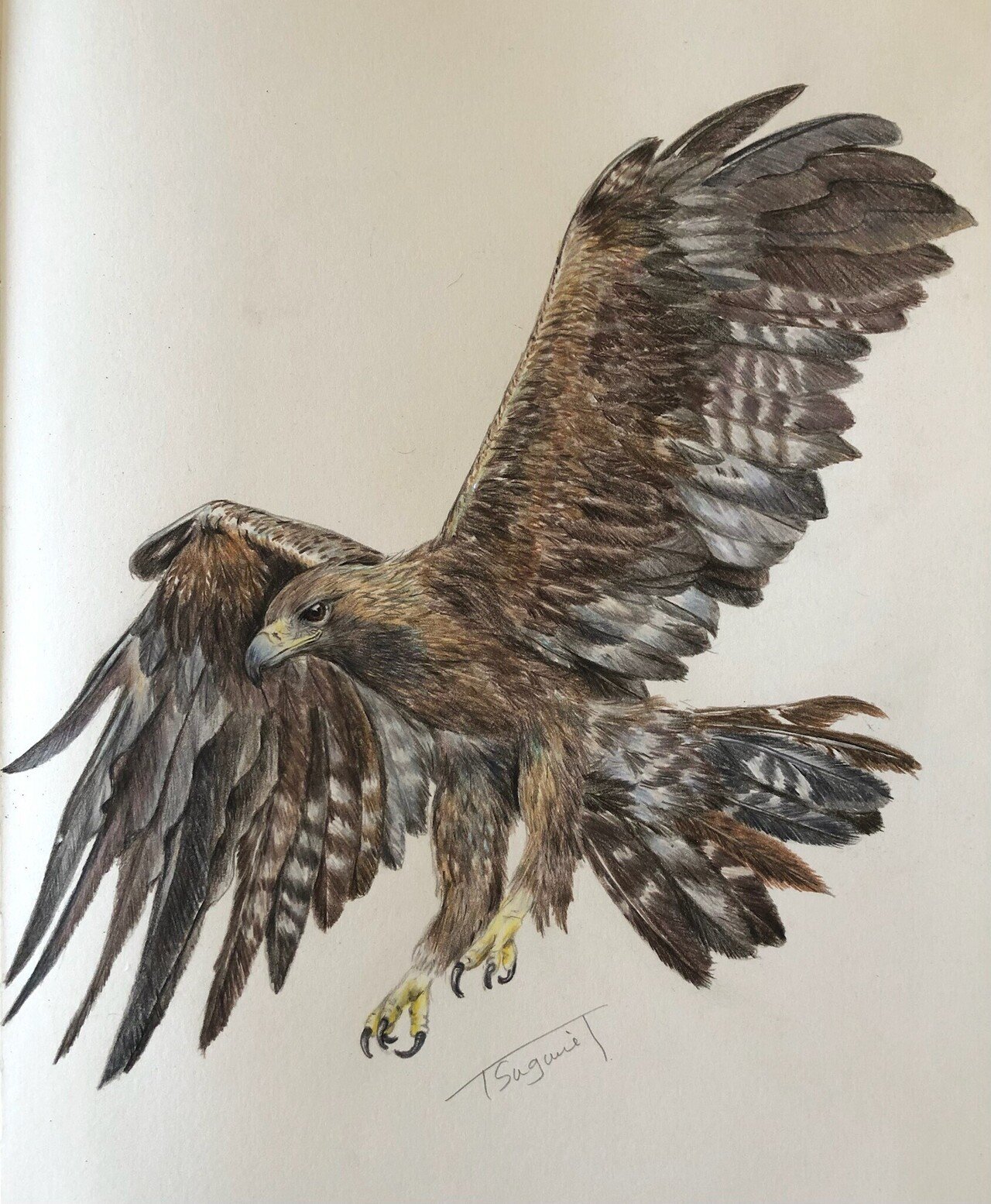 鳥の絵を載せるだけの日 12｜橘鶫TachibanaTsugumi