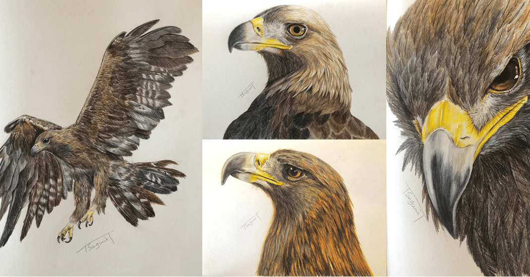 鳥の絵を載せるだけの日 12｜橘鶫TachibanaTsugumi